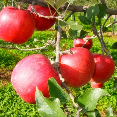 《定期便 2ヶ月に1回お届け》りんごジュース【AOMORI APPLE】|24_tsz-081203