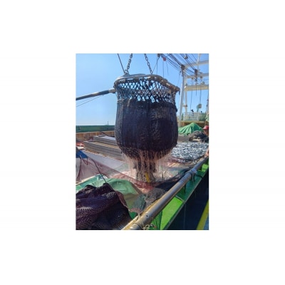 鳥取県産こだわりのアジフィーレフライ(計1.2kg)