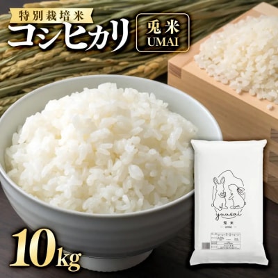 <令和7年産>特別栽培米!兎米-UMAI- コシヒカリ(10kg)