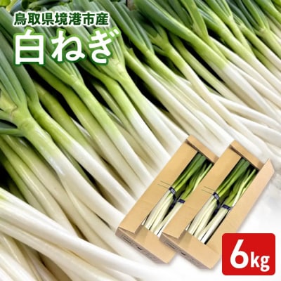 <11月上旬～4月下旬発送予定>白ねぎ(6kg)