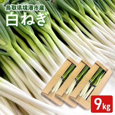 <11月上旬～4月下旬発送予定>白ねぎ(9kg)
