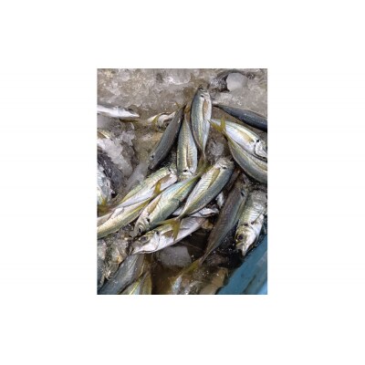 鳥取県産こだわりのアジフィーレフライ(計1.8kg)