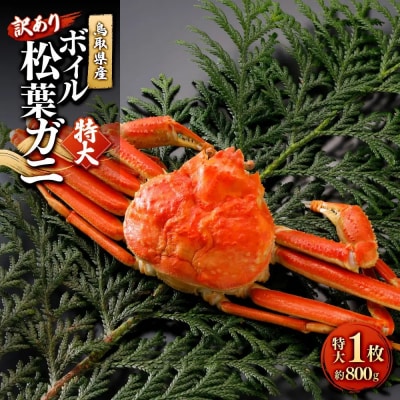 <11月中旬～2月下旬配送予定>鳥取県産　訳ありボイル松葉ガニ(特大1枚)