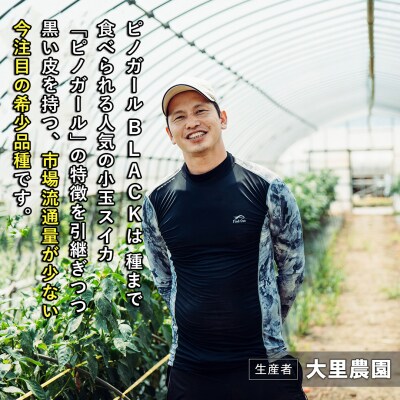 【先行受付7月上旬以降発送】八千代町産 黒皮小玉スイカ ピノガールBLACK[SF950ya]
