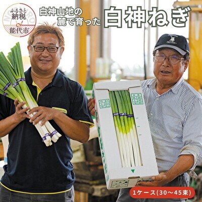 【8月～翌2月限定出荷】白神山地の麓で育った 白神ねぎ 産地直送[No.5335-0193]