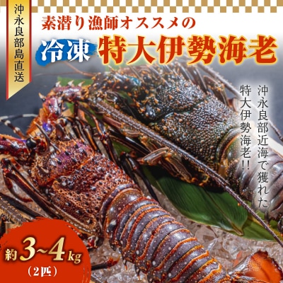 沖永良部島直送!素潜り漁師オススメの特大冷凍伊勢海老 約3～4キロ(2匹)