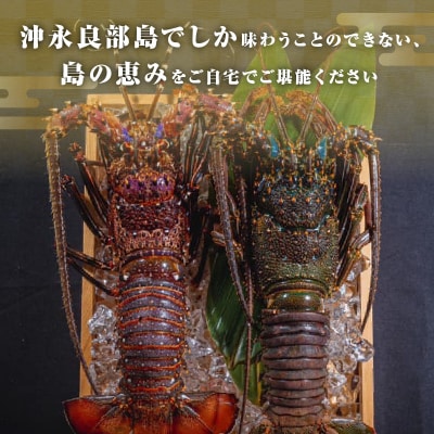 沖永良部島直送!素潜り漁師オススメの特大冷凍伊勢海老 約3～4キロ(2匹)