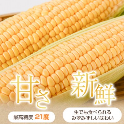 【先行受付】農家直送!朝採れ　スイートコーン　A68001