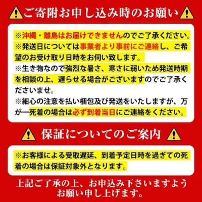 ニジイロクワガタ 成虫ペア オス(55mm以上) メス(フリーサイズ)　A76001