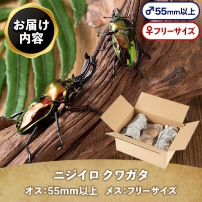 ニジイロクワガタ 成虫ペア オス(55mm以上) メス(フリーサイズ)　A76001