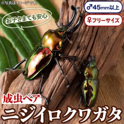 ニジイロクワガタ 成虫ペア オス(45mm以上) メス(フリーサイズ) 　A76002 