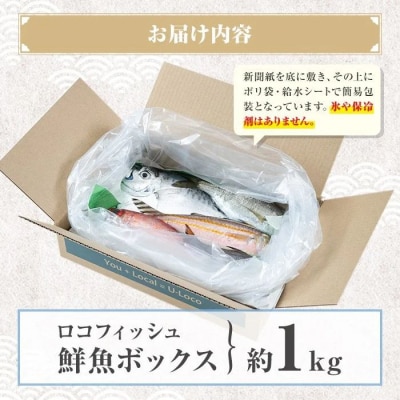 漁師厳選!ロコフィッシュ(地魚) 下処理済鮮魚ボックス(約1kg)【エコ包装】　P78001
