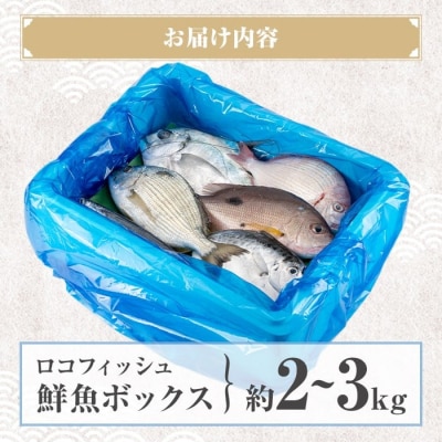 漁師厳選!ロコフィッシュ(地魚) 鮮魚 ボックス(約2～3kg)【発泡スチロール包装】　A78005