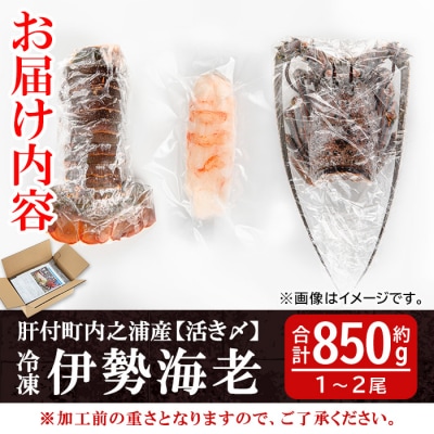【活き〆冷凍】肝付町内之浦産 伊勢海老(えっがね)の刺身〈約850g〉 C47002