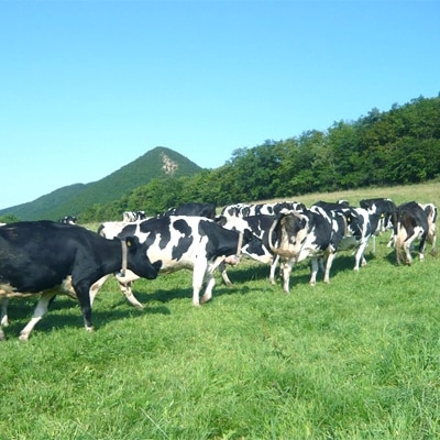 牧場体験　ミルクジャムセット付