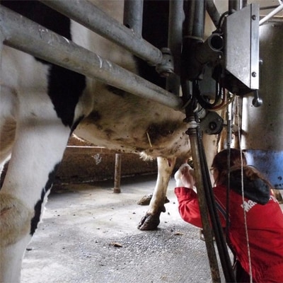 牧場体験　ミルクジャムセット付