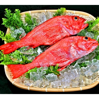 キンキ(600g前後2尾)