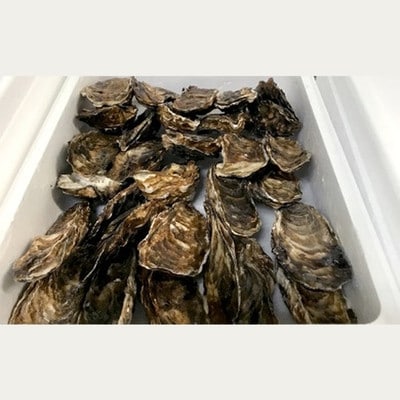 生牡蠣 大 特大サイズ 約2 8kg 25個入 お礼品詳細 ふるさと納税なら さとふる 生牡蠣 大 特大サイズ 約2 8kg 25個入 お礼品詳細 ふるさと納税なら さとふる