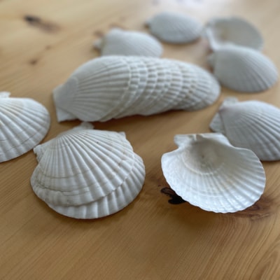 ホタテの貝皿(20枚)