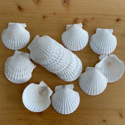 ホタテの貝皿(20枚)