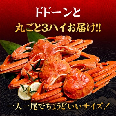 【甲羅組】北海道産　ズワイガニ姿