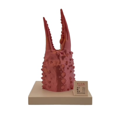 カニの爪オブジェ(大型)ケース付き