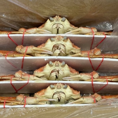 北海道産　ボイルオオズワイガニ姿　計1～1.5kg内外(3～4尾)