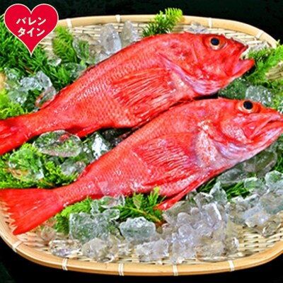 【バレンタインデー】キンキ(600g前後2尾)