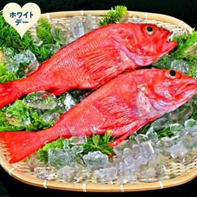 【ホワイトデー】キンキ(600g前後2尾)