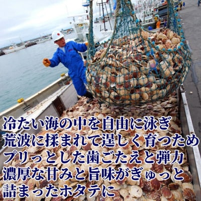 北海道オホーツク海産ホタテ玉冷バラエティサイズ(500g)| 訳あり サイズ不揃い