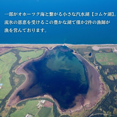 生 うに 紋別コムケ湖産 ミョウバン不使用 100g(100g×1個)