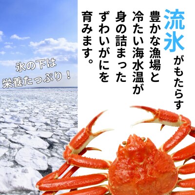 本ずわいがに姿 2尾 計 約1.0kg