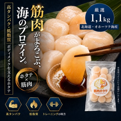 紋別一等～筋肉ホタテ　1.1kg