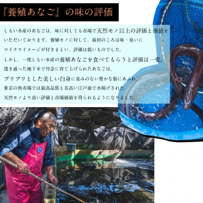 あなごの開き E0102