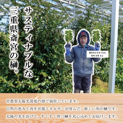 神棚用 榊 1対 (2束) 約25cm 神棚 さかき お供え E1442