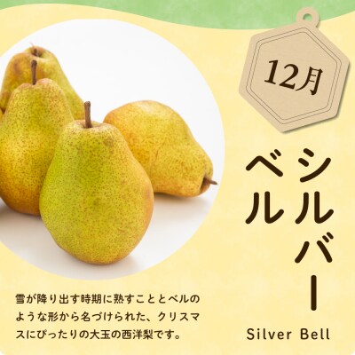 【先行受付】 令和8年産 西洋梨 シルバーベル 約2kg 3玉 ～ 8玉