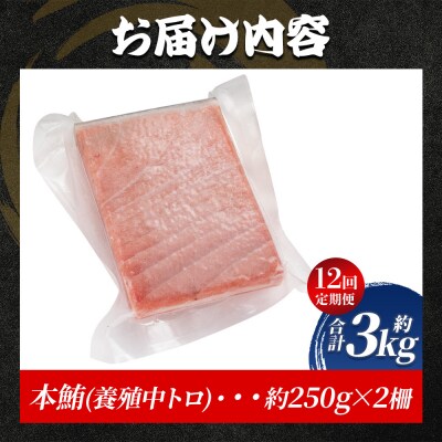 中トロ 定期便 12回 約250g 1冊 養殖 本マグロ 合計3kg Woo-0043