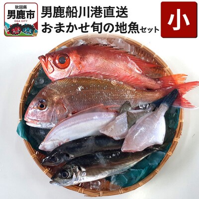 男鹿船川港直送おまかせ旬の地魚セット(小)秋田県 男鹿市 萬漁水産|23_mgs-010101