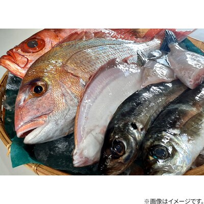 男鹿船川港直送おまかせ旬の地魚セット(小)秋田県 男鹿市 萬漁水産|23_mgs-010101
