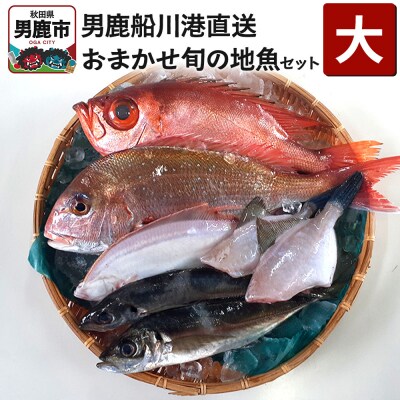 男鹿船川港直送おまかせ旬の地魚セット(大)秋田県 男鹿市 萬漁水産|23_mgs-010201