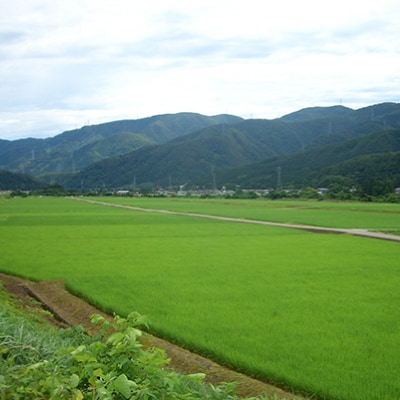 やまだ農場の鳥越こしひかり5kg　白米