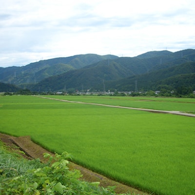 やまだ農場の鳥越こしひかり10kg(5kg×2パック)白米