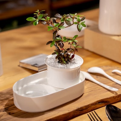 NIKKOのTebleBonsai+肥料「ボナース」セット(TB-2)