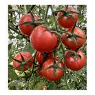 【朝どり直送】何個でも食べられちゃう・甘酸っぱいピンク色のミニトマト　1.2kg　8パック