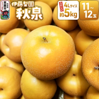 男鹿梨 秋泉 梨 約5kg 伊藤梨園 11玉～12玉 秋田県 男鹿市|23_itn-040501