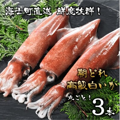【便利な個包装】高級朝どれ白いか丸ごと3本セット【ぜひお刺身で!】