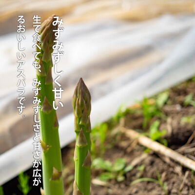 2027年産先行受付　北海道産アスパラガス【AO-002】