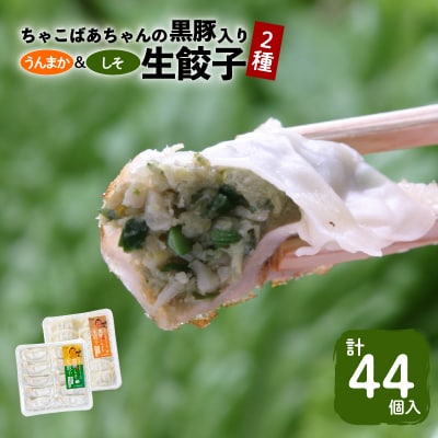 ちゃこばあちゃんの黒豚入りうんまか・しそ生餃子 計44個入り　K027-004