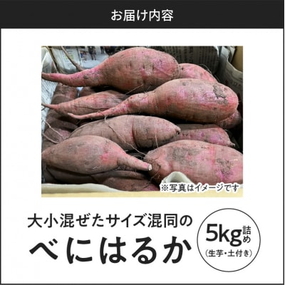 サイズバラバラ熟成べにはるか(生芋)土付き 5kg　K270-001