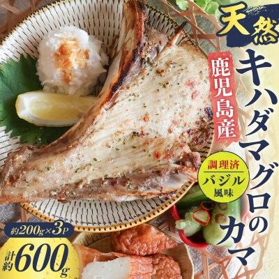 鹿児島産 天然 キハダマグロのカマ約200g×3P 調理済 (バジル風味)　K100-012_01
